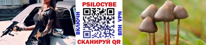 магазин продажи наркотиков  Высоцк  Галлюциногенные грибы Psilocybe 